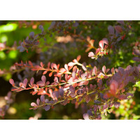 Berberis thunbergii Atropurpurea mb 100-125 cm