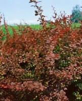 Berberis thunbergii Atropurpurea mb 100-125 cm