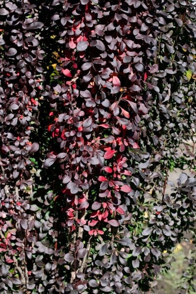 Berberis thunbergii Red Pillar 40- 60 cm