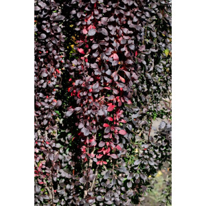 Berberis thunbergii Red Pillar 40- 60 cm