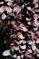 Berberis thunbergii Red Pillar 40- 60 cm