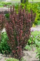 Berberis thunbergii Red Pillar 40- 60 cm