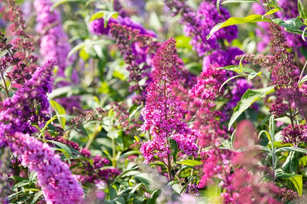 Buddleja davidii Royal Red kräftig 125- 150 cm