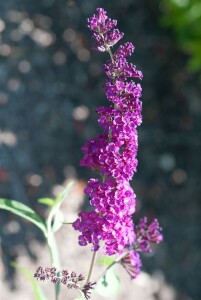 Buddleja davidii Royal Red kräftig 125- 150 cm