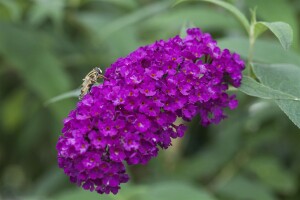 Buddleja davidii Royal Red kräftig 125- 150 cm