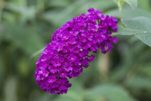 Buddleja davidii Royal Red kräftig 125- 150 cm