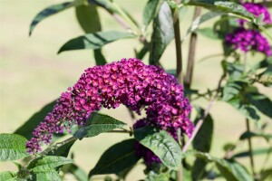 Buddleja davidii Royal Red kräftig 125- 150 cm