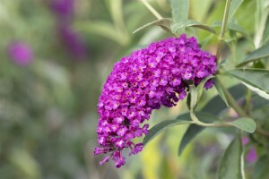 Buddleja davidii Royal Red kräftig 125- 150 cm