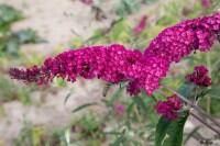 Buddleja davidii Royal Red kräftig 125- 150 cm