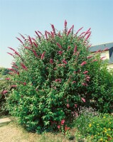 Buddleja davidii Royal Red kräftig 125- 150 cm