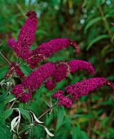 Buddleja davidii Royal Red kräftig 125- 150 cm