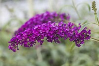 Buddleja davidii Royal Red kräftig 125- 150 cm