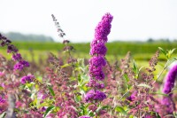 Buddleja davidii Royal Red kräftig 125- 150 cm