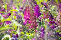 Buddleja davidii Royal Red kräftig 125- 150 cm