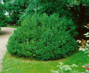 Buxus sempervirens arborescens 4xv mB 80- 100 cm