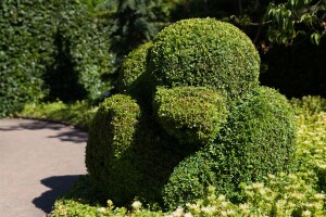 Buxus sempervirens arborescens 4xv mB 80- 100 cm