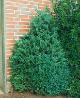 Buxus sempervirens arborescens 4xv mB 80- 100 cm