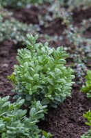 Buxus sempervirens arborescens 4xv mB 80- 100 cm