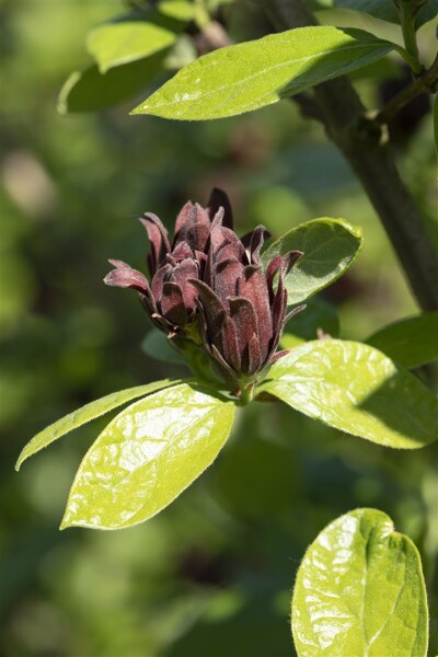 Calycanthus floridus 80- 100 cm