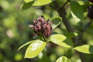 Calycanthus floridus 80- 100 cm