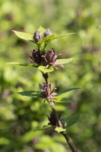 Calycanthus floridus 80- 100 cm