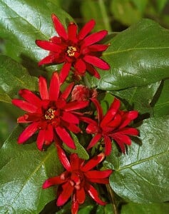 Calycanthus floridus 80- 100 cm