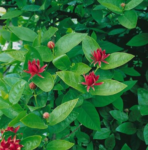 Calycanthus floridus 80- 100 cm