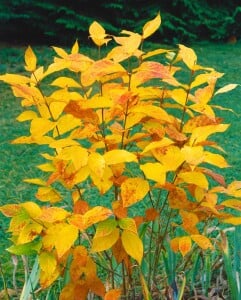 Calycanthus floridus 80- 100 cm