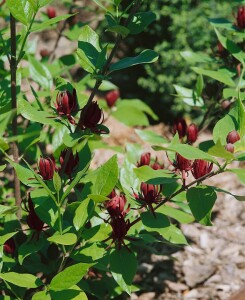 Calycanthus floridus 80- 100 cm