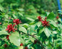 Calycanthus floridus 80- 100 cm