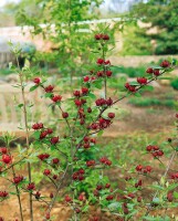 Calycanthus floridus 80- 100 cm