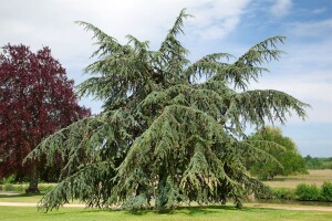 Cedrus atlantica Glauca Fastigiata 125- 150 cm