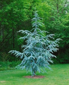 Cedrus atlantica Glauca Fastigiata 125- 150 cm