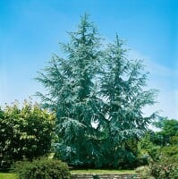 Cedrus atlantica Glauca Fastigiata 125- 150 cm