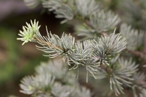 Cedrus atlantica Glauca Fastigiata mb 175- 200 cm sehr kräftig