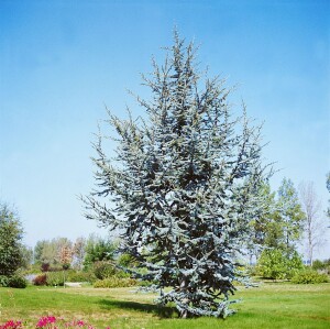 Cedrus atlantica Glauca Fastigiata mb 175- 200 cm sehr kräftig