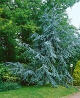 Cedrus atlantica Glauca Fastigiata mb 175- 200 cm sehr kräftig