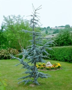 Cedrus atlantica Glauca Fastigiata mB 40- 60 cm