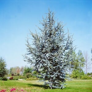 Cedrus atlantica Glauca Fastigiata mB 40- 60 cm