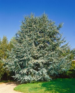 Cedrus atlantica Glauca Fastigiata mB 40- 60 cm