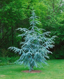 Cedrus atlantica Glauca Fastigiata mB 40- 60 cm