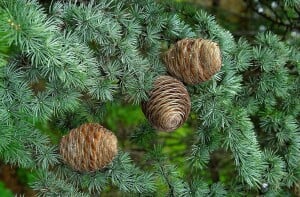 Cedrus atlantica Glauca Fastigiata mB 40- 60 cm