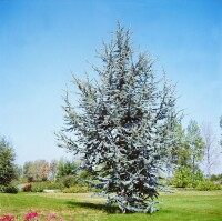 Cedrus atlantica Glauca Fastigiata mB 80- 100 cm