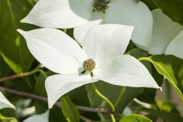 Cornus kousa chinensis Milky Way 80- 100 cm