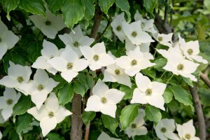 Cornus kousa chinensis Milky Way 80- 100 cm