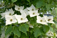 Cornus kousa chinensis Milky Way 80- 100 cm