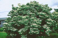 Cornus kousa chinensis Milky Way 80- 100 cm