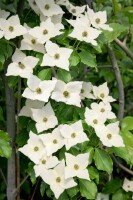 Cornus kousa chinensis Milky Way 80- 100 cm