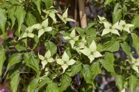 Cornus kousa chinensis Milky Way 80- 100 cm