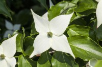 Cornus kousa chinensis Milky Way 80- 100 cm